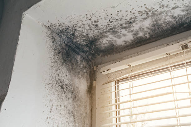 Affordable Mold Cleanup solutions in Stevensburg, VA