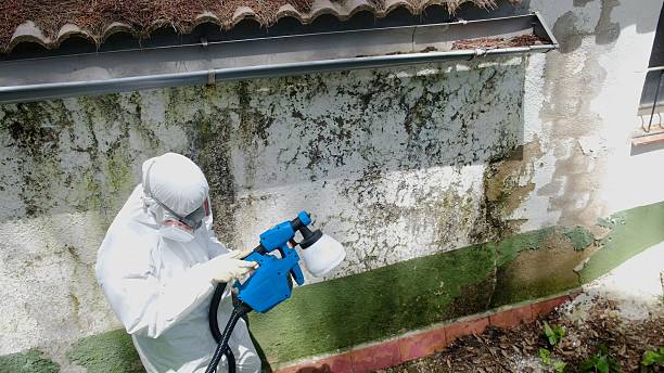Top rated local Mold Cleanup specialists in Stevensburg, VA